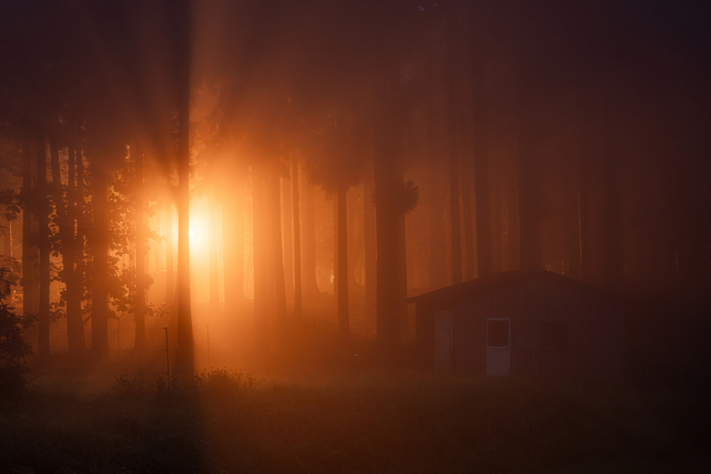 Light in the Mist von Hiroaki Ikeshita