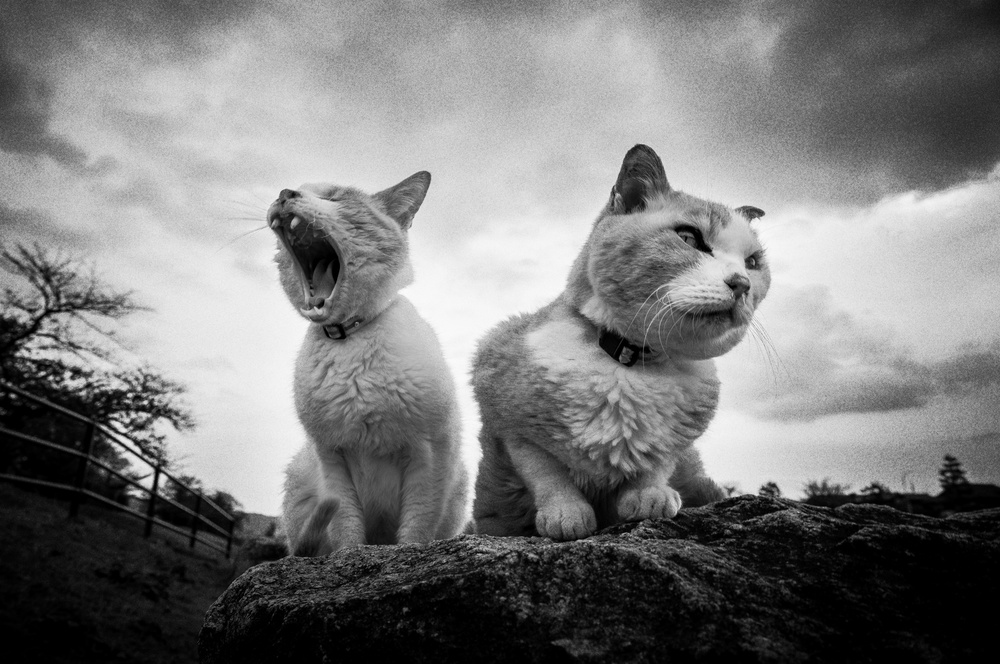 Cats von Hiroaki Kuroda