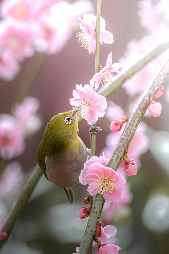 nibble at spring von まちゅばら/Hiroki Matsubara