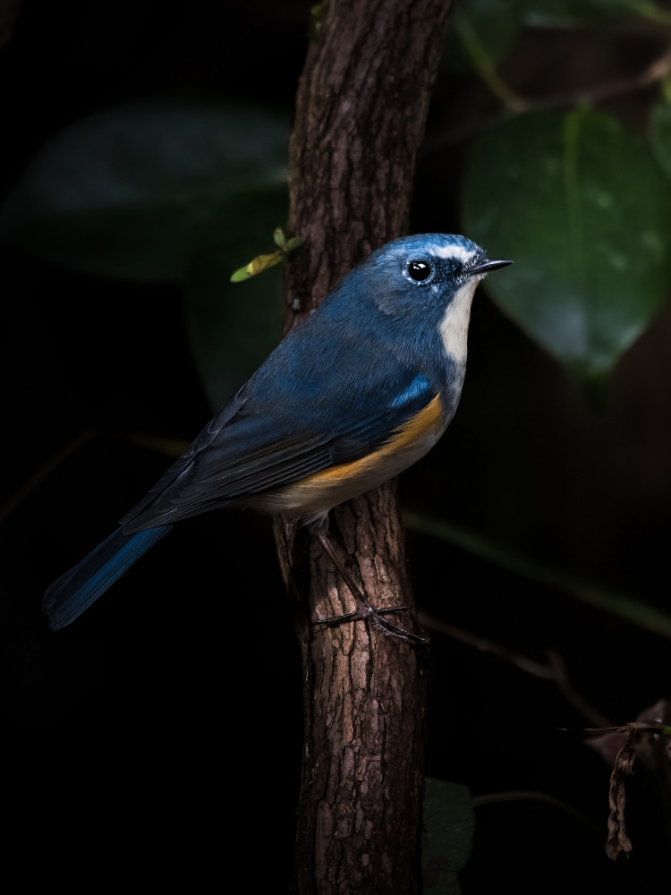 Blue Bird of Happiness von まちゅばら/Hiroki Matsubara