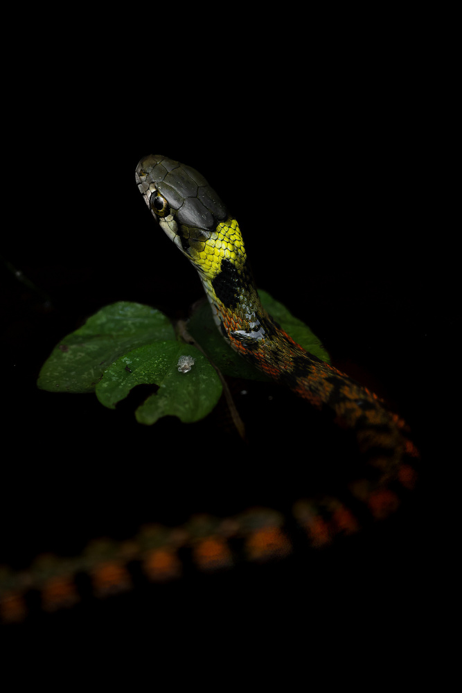 Beautiful snakes are poisonous. von まちゅばら/Hiroki Matsubara