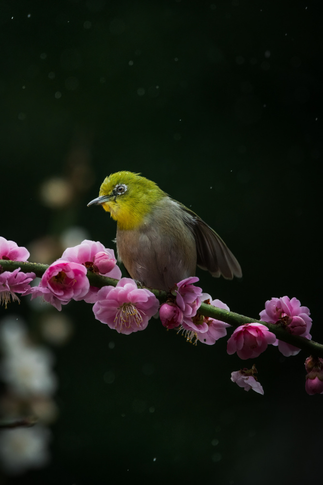 Struck by Spring Rain von まちゅばら/Hiroki Matsubara