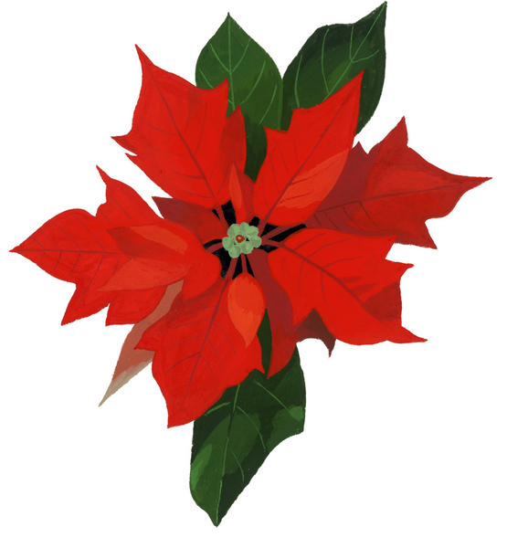 Poinsettia von Hiroyuki Izutsu