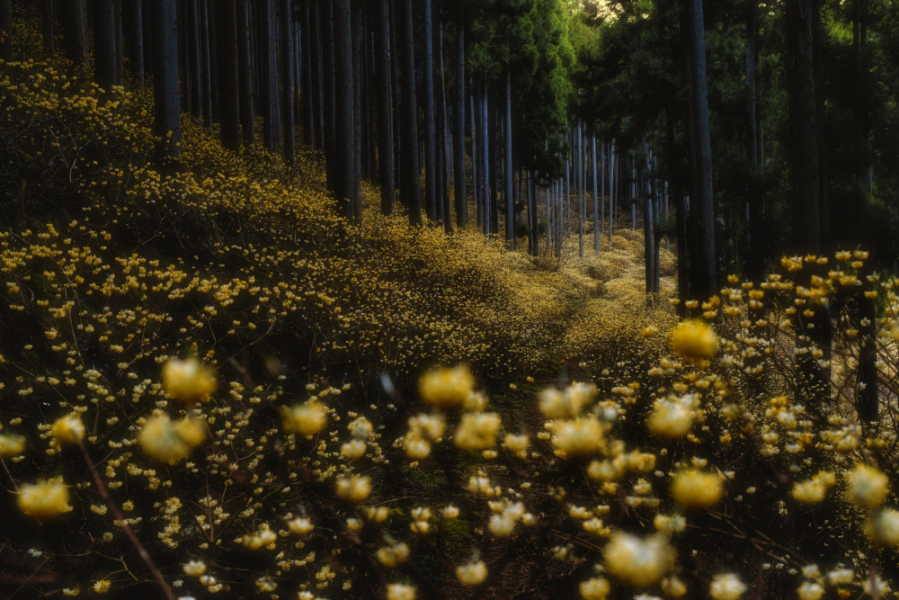 Golden forest (”Mitsumata” in full bloom) von HITOSHI YAMADA