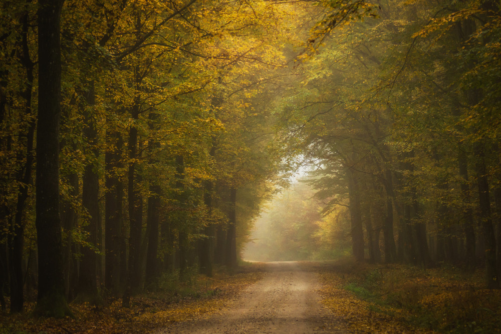 Autumn forest von Hober Szabolcs