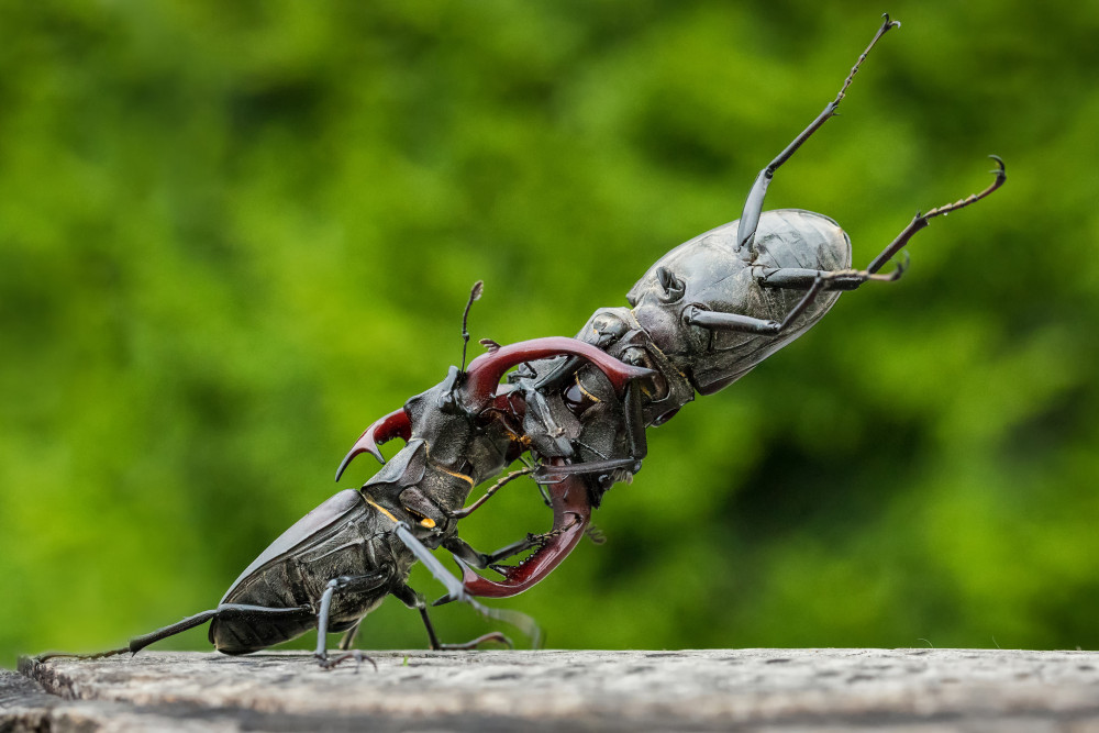 Stag-beetle wrestling von Hober Szabolcs