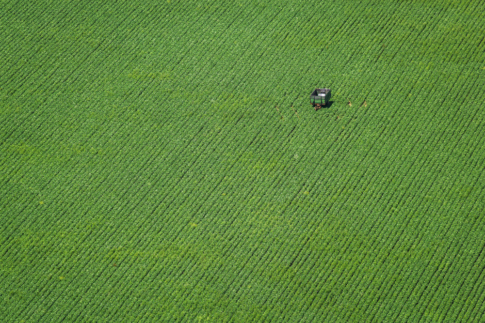 Corn field von Hober Szabolcs