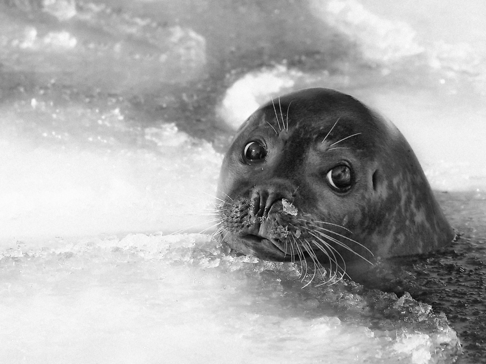 young seal von Holger Droste