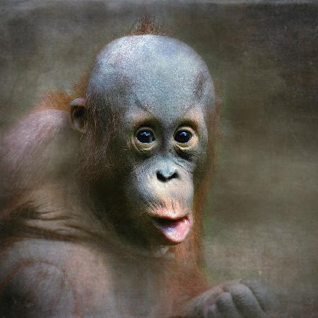 young Orang Utan