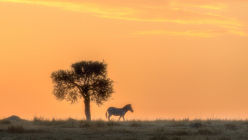 A tree and a Zebra von Hong Chen