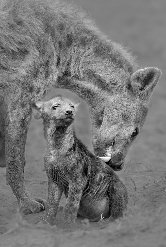 Hyena and her cub von Hong Chen