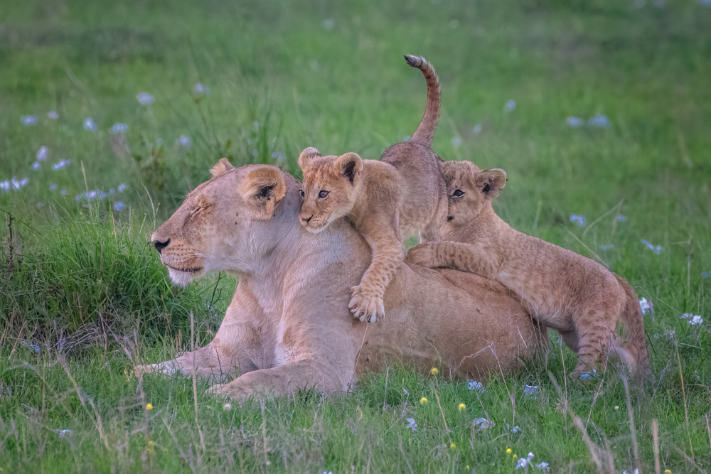 Lioness and Cubs von Hong Chen