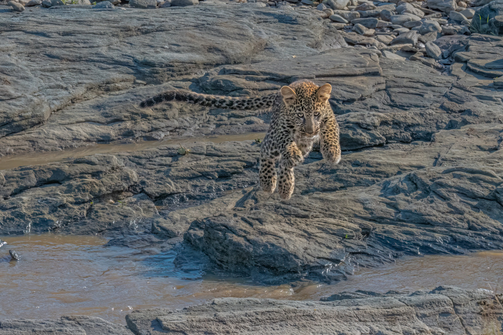 Jumping over the River von Hong Chen