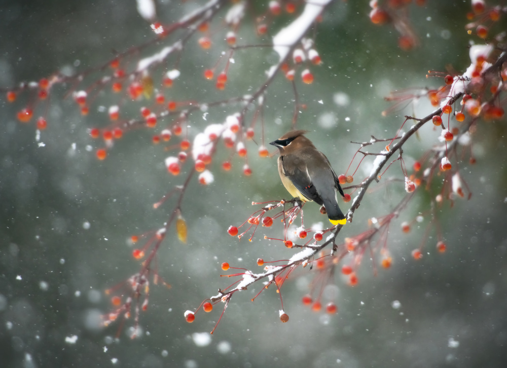 First Snow von Hong Chen