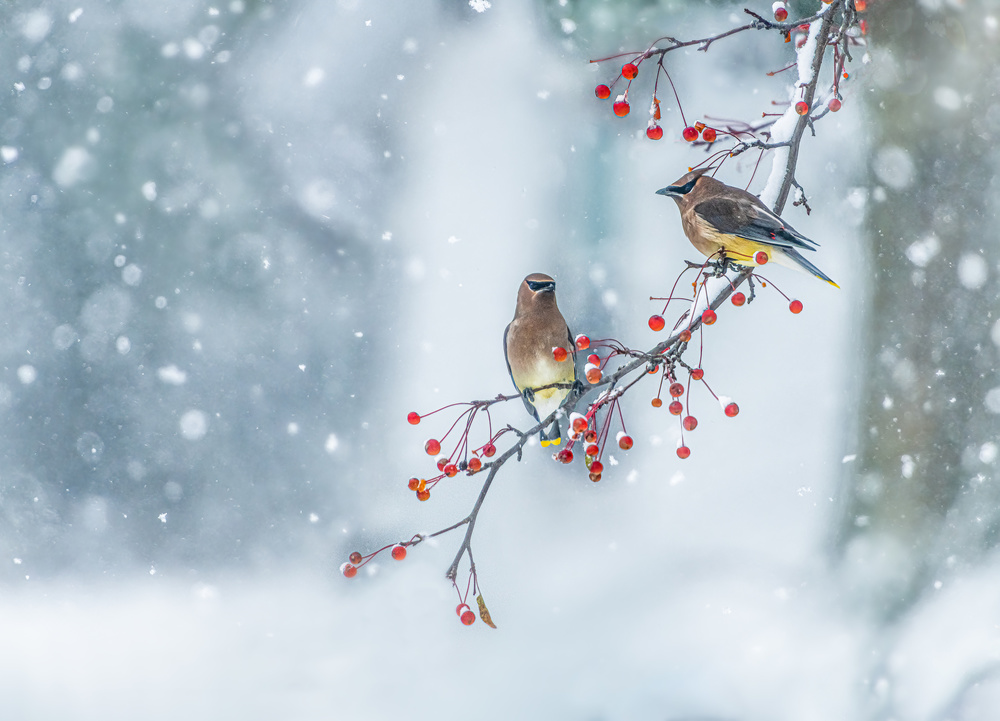 Colors of Winter von Hong Chen