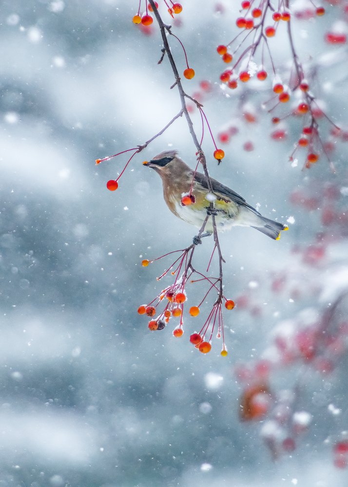 Song Of Winter von Hong Chen