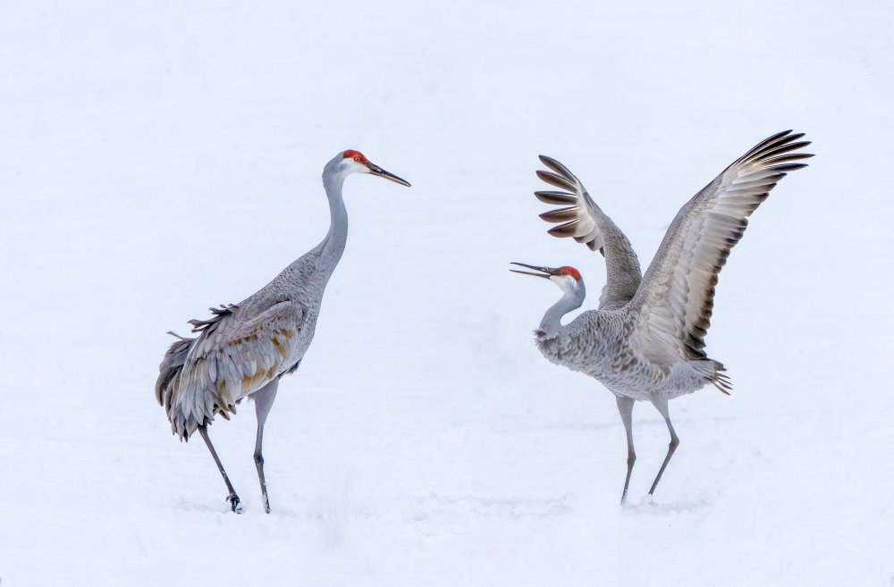 Dancing in snowfield von Hong Jiang