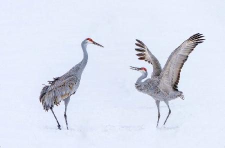 Dancing in snowfield