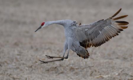 LANDING