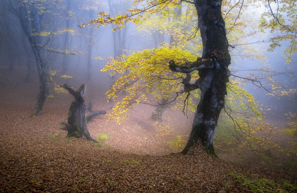 Fog in Mazichal forest von Hosein Babaei