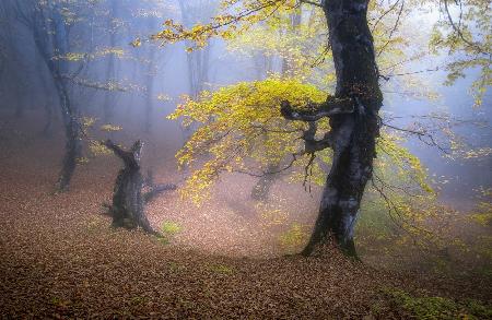 Fog in Mazichal forest