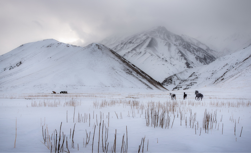 Wild Horses von Hosein Babaei