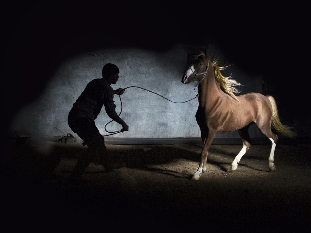 Horse von hossein noori