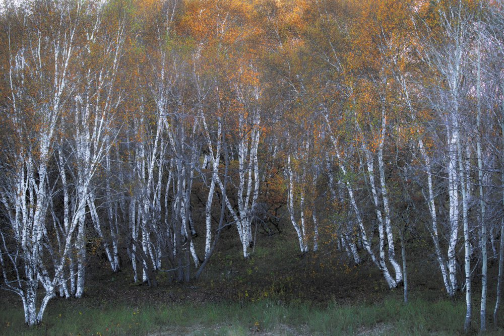 Autumn of white birch von Hsiao-Yang Fei