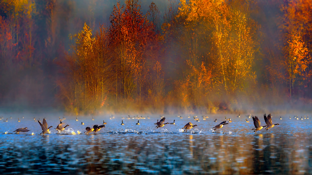 Audubons Plainsboro Preserve von Hua Zhu