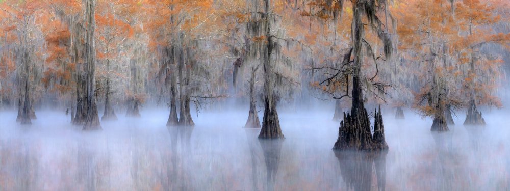 Caddo Lake von Hua Zhu