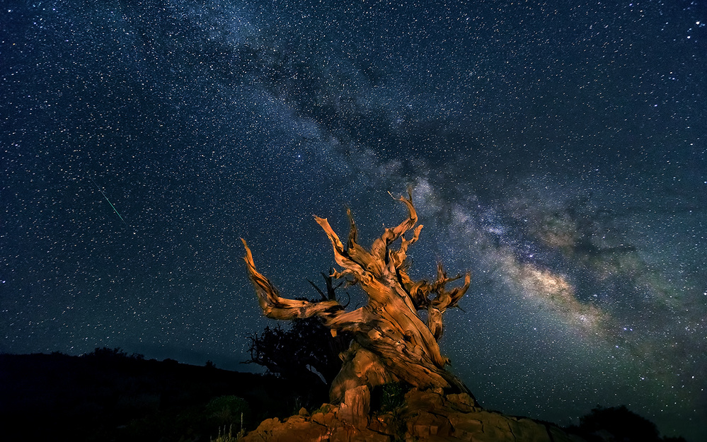 The Galaxy and ancient bristlecone pine	 von Hua Zhu