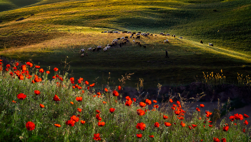 Spring scene of Ili Kazakh Prairies von Hua Zhu