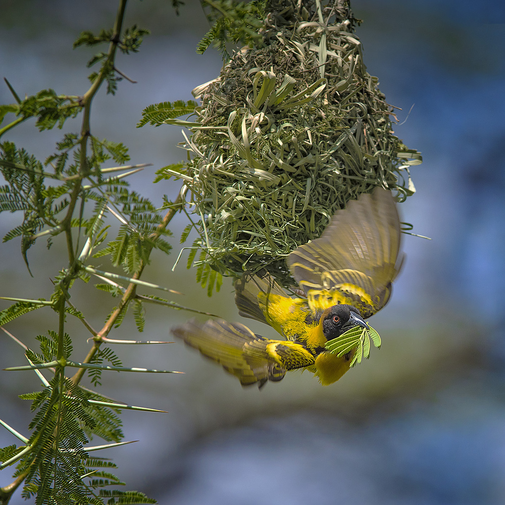 Yellow Weaver Finch von Hua Zhu