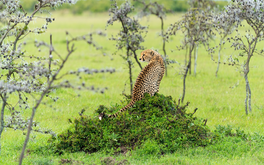 CHEETAH von Hua Zhu