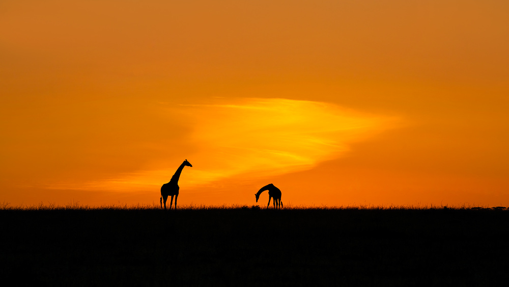 Giraffes von Hua Zhu