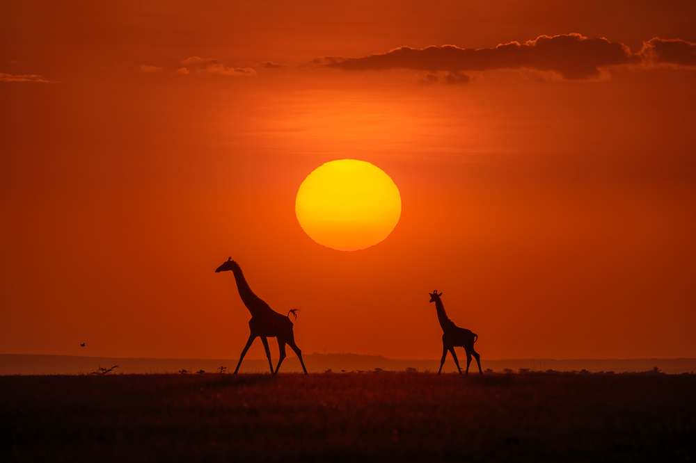 Giraffes in the sunset von Hua Zhu