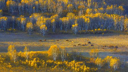 Fall serenity