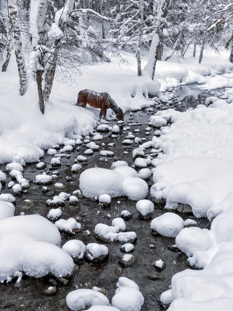 Im Schnee trinken von Hua Zhu