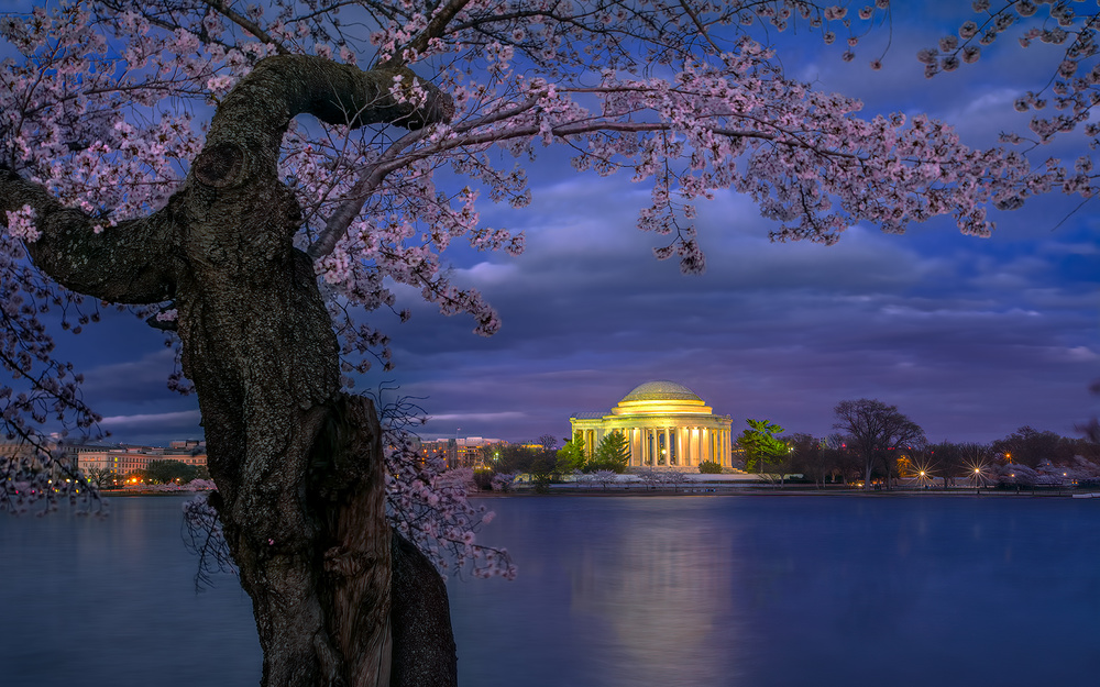 Cherry blossoms around the Jefferson Memorial von Hua Zhu