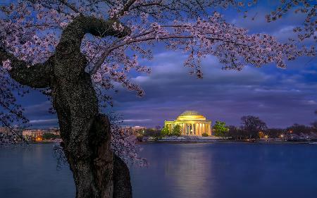 Cherry blossoms around the Jefferson Memorial