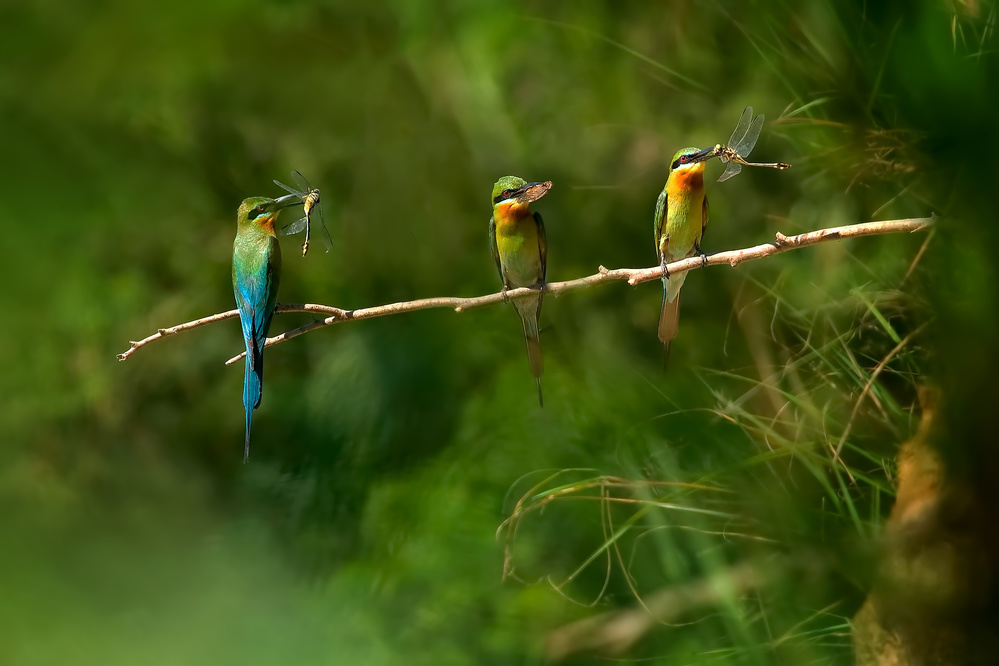 Little bee eater von Hua Zhu