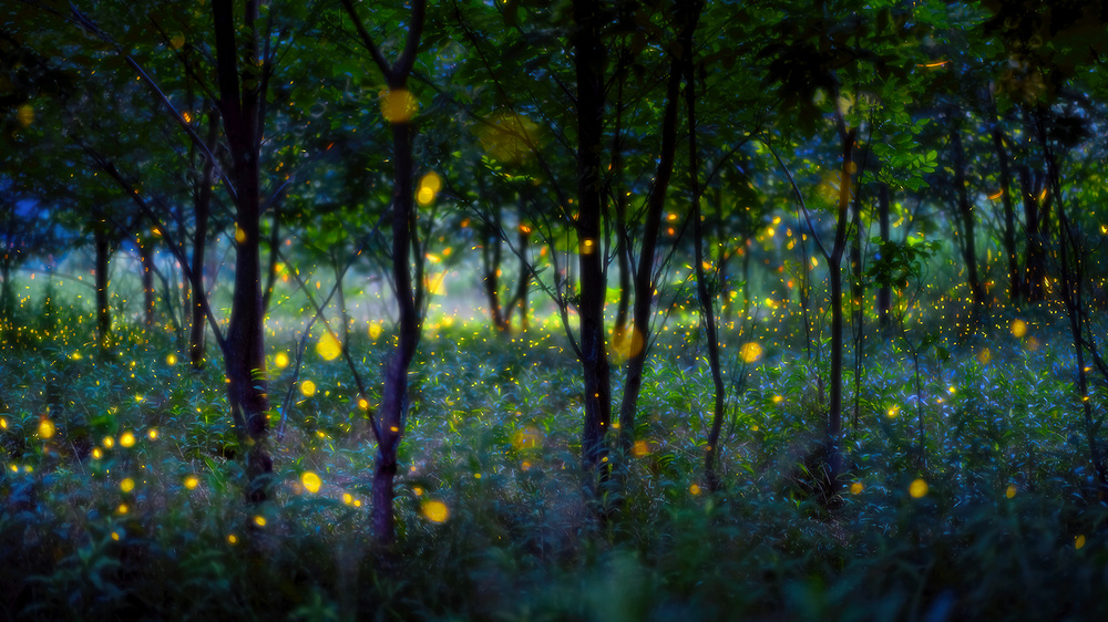 Magic fireflies von Hua Zhu