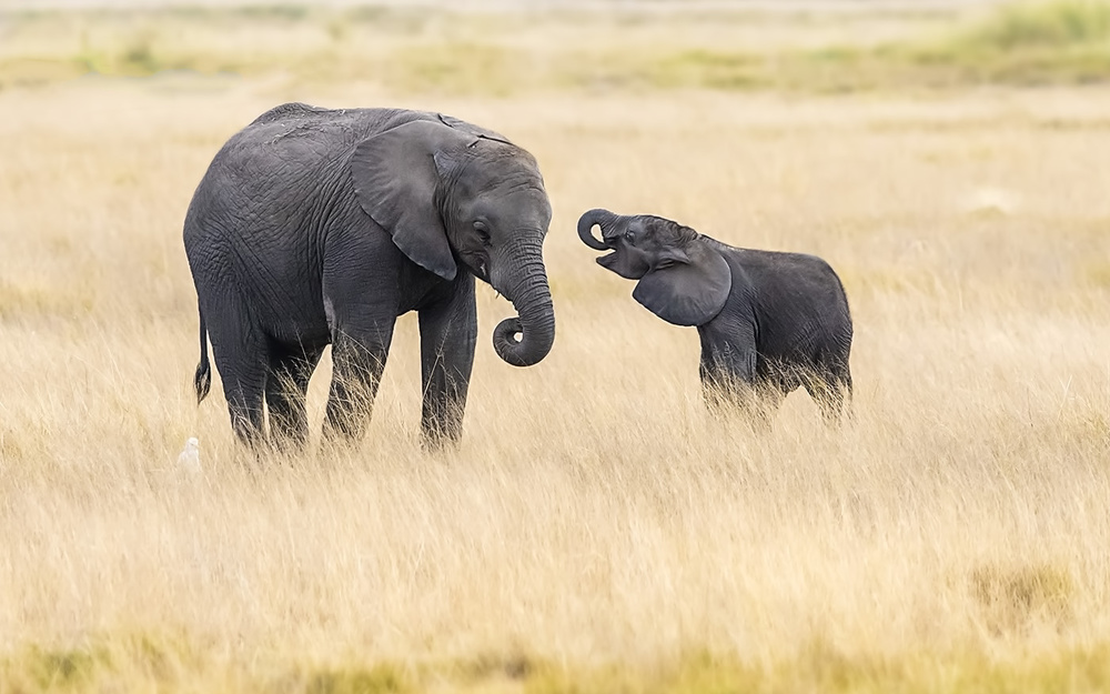 Mother and baby elephants von Hua Zhu