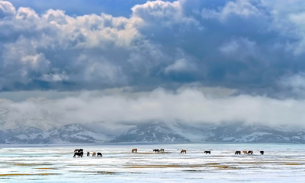 Horses on the snow von Hua Zhu