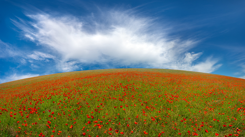 Red Poppies von Hua Zhu