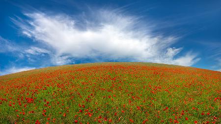 Red Poppies