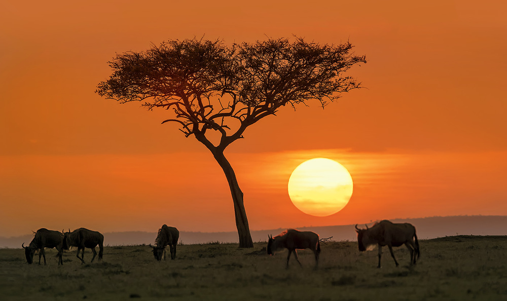 Safari sunset von Hua Zhu