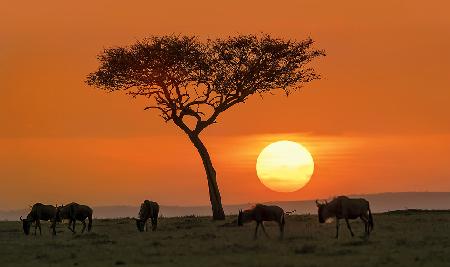 Safari sunset