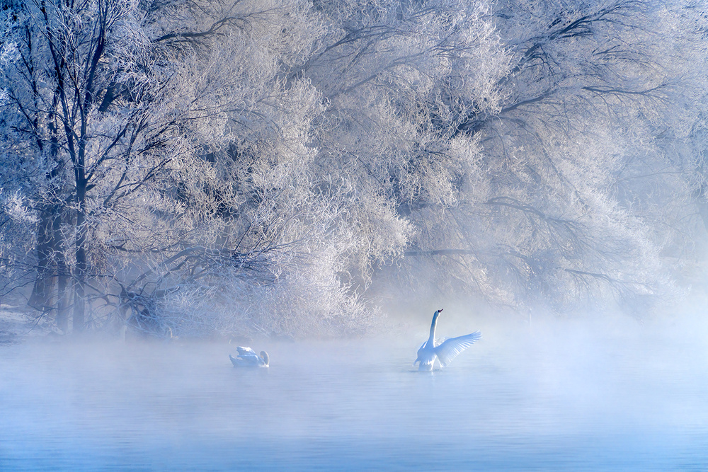 Swan Lake von Hua Zhu