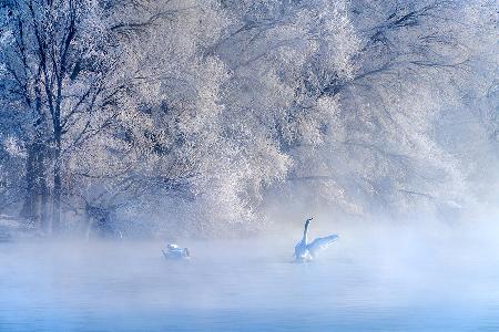 Swan Lake